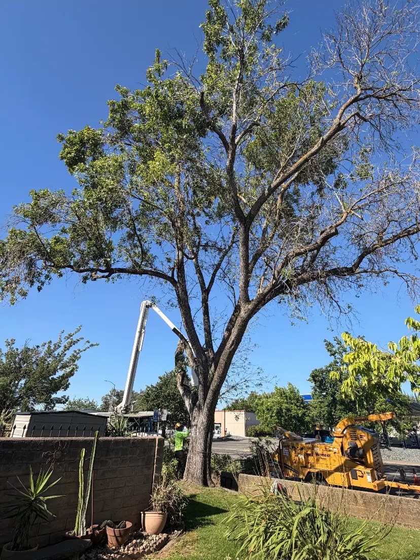 Declining street-side tree taken down — before