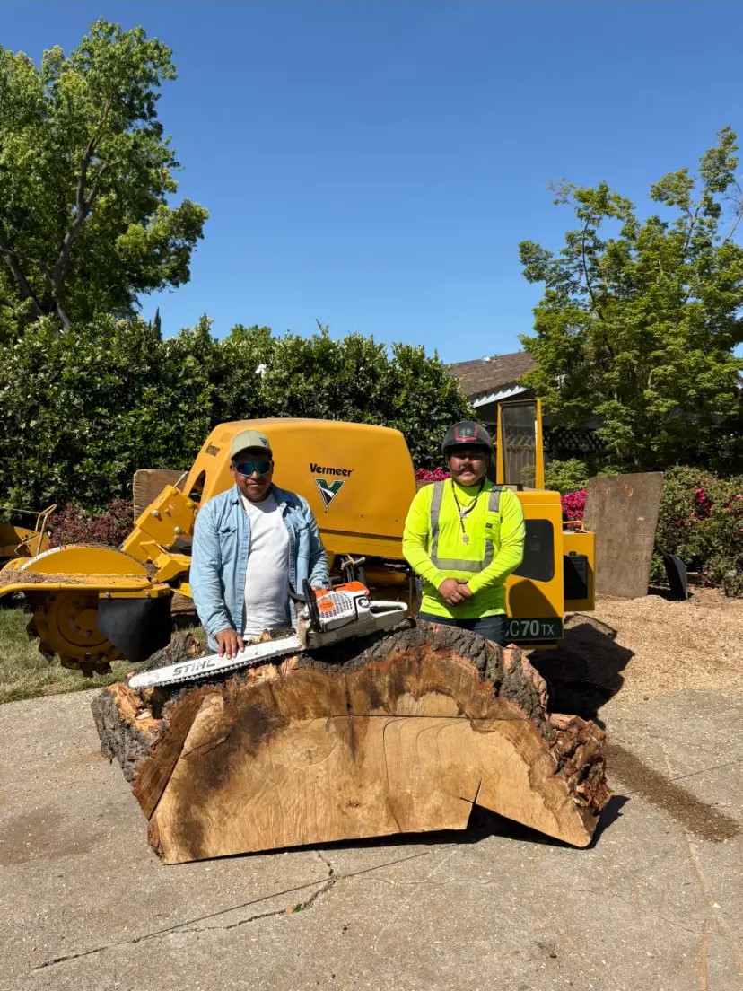 Two Timberland Tree Service crew members beside a large hardwood round and stump grinder