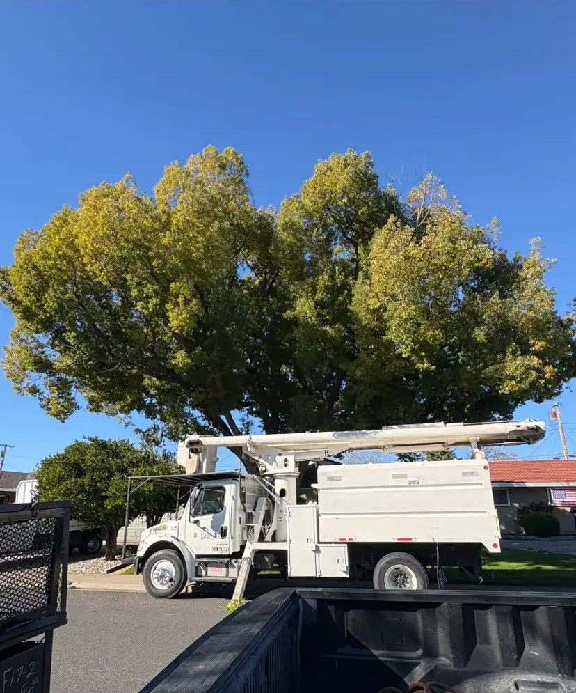 Timberland Tree Service bucket truck and chip truck staged under a large shade tree