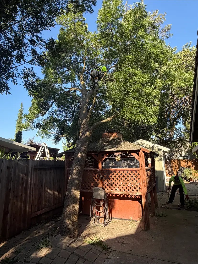 Backyard tree removed over a gazebo — before