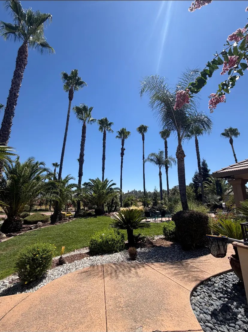 Backyard palms after professional trimming