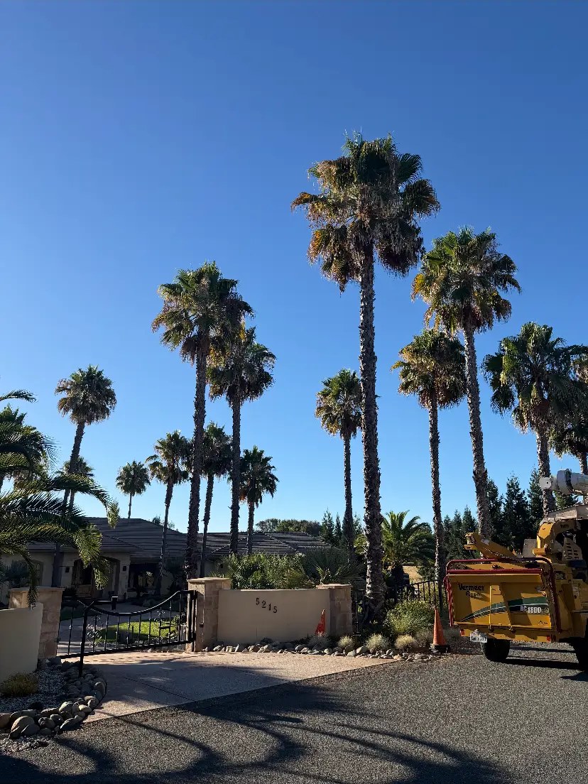 Palm-lined estate driveway with a Timberland Tree Service chipper on site