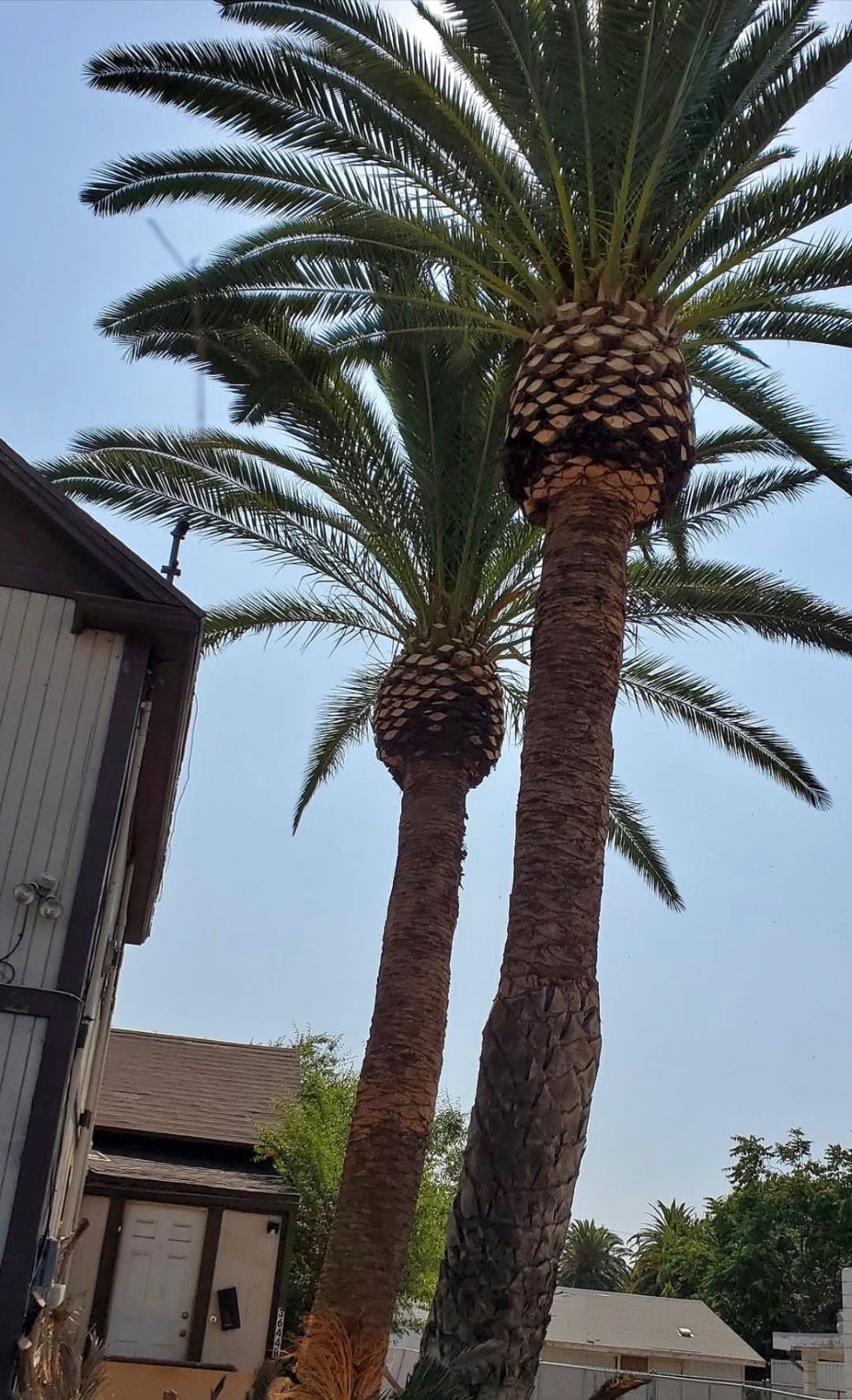 Two tall Canary Island date palms with heavy fronds before palm trimming