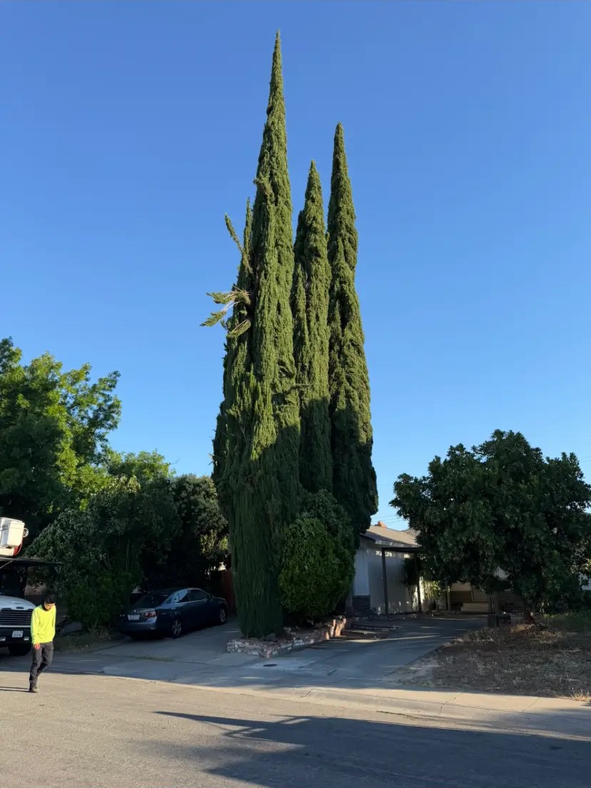 Towering cypress row cut down to size — before