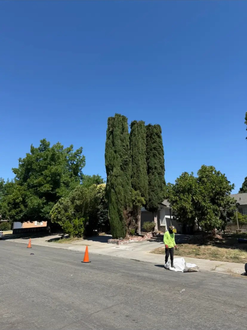 Towering cypress row cut down to size — after Timberland Tree Service