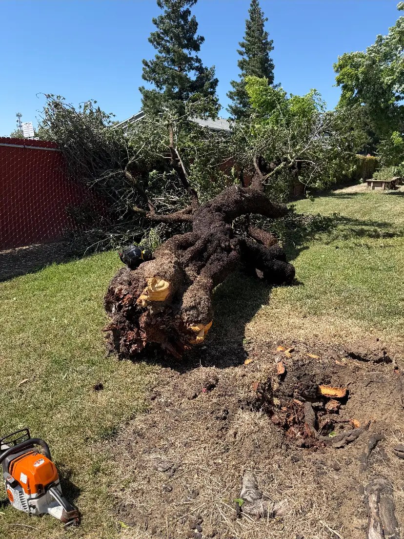 Trunk and root ball hauled off the lawn — before