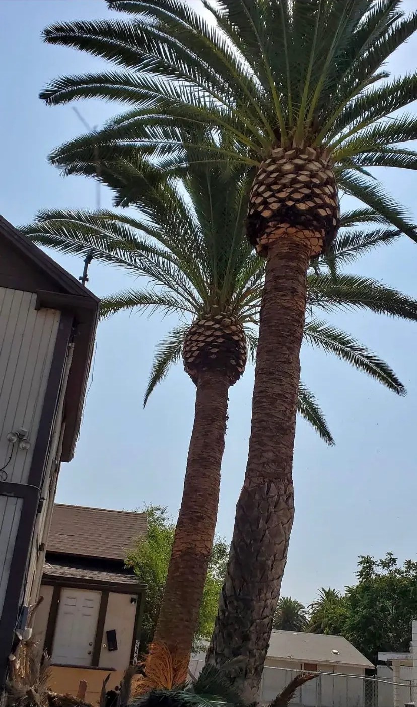 Two large date palms with heavy fronds before palm trimming and skinning