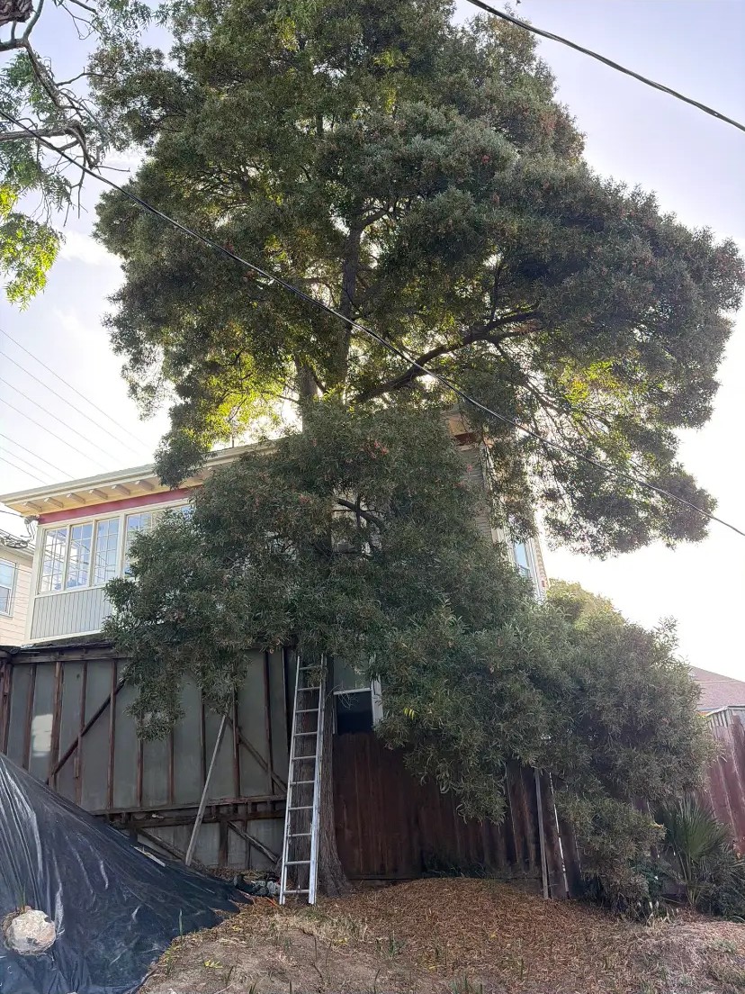 Large tree removed off a two-story home — before