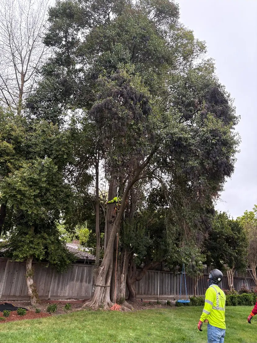 Climber high in a dense tree before trimming