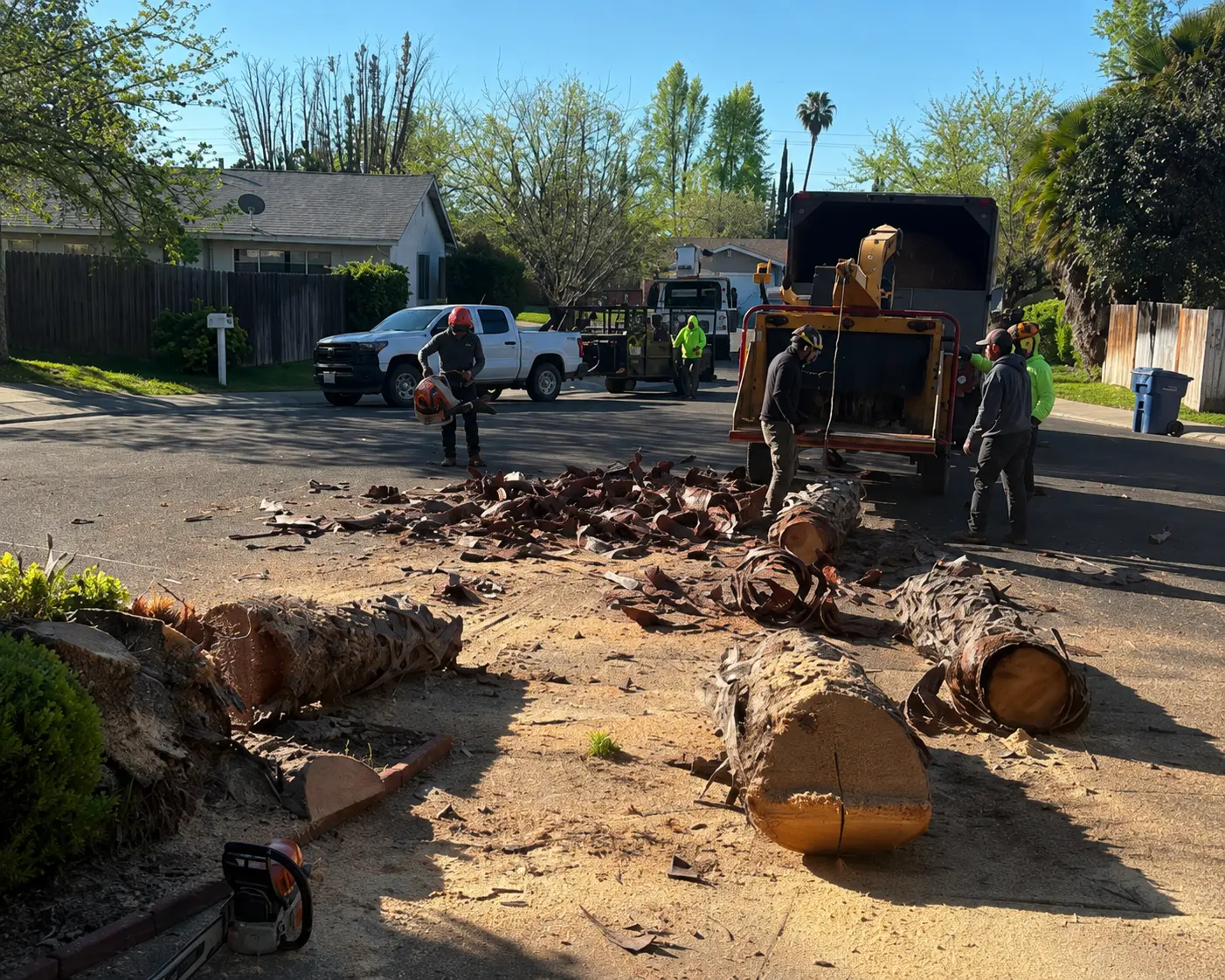 Timberland Tree Service crew removing palm trees with a chipper truck in Sacramento