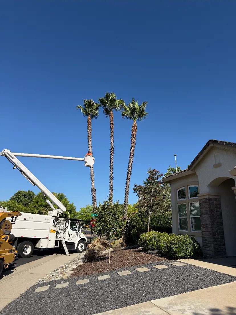 Timberland Tree Service bucket truck trimming tall fan palms at a Sacramento home