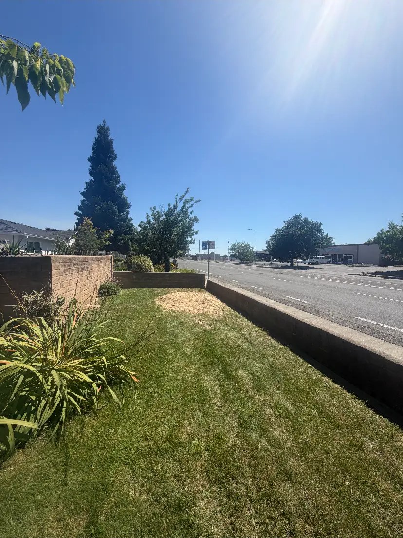 Declining street-side tree taken down — after Timberland Tree Service